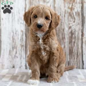 Shep, Mini Goldendoodle Puppy